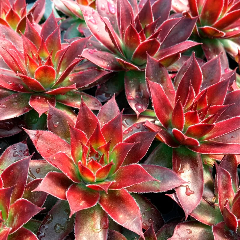 Sempervivum Chick Charms ® Strawberry Kiwi