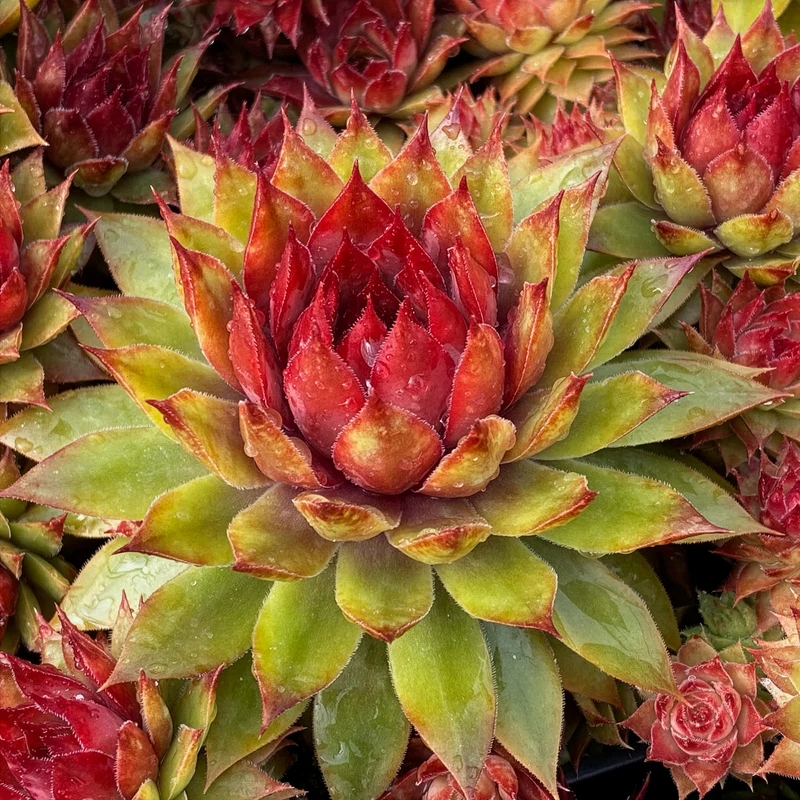 Sempervivum Chick Charms ® Pineapple Paradise
