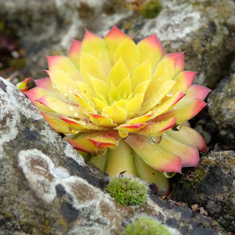 Sempervivum Chick Charms ® Gold Nugget