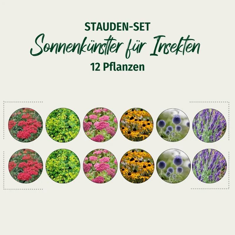 Stauden-Set "Sonnenkünstler für Insekten"