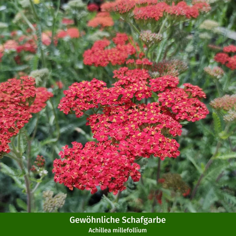 Staudenbeet "Endlose Blütenfreude"