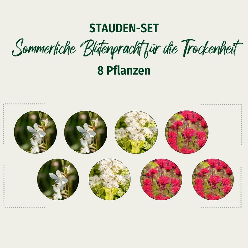 Stauden-Set "Sommerliche Blütenpracht für die Trockenheit"