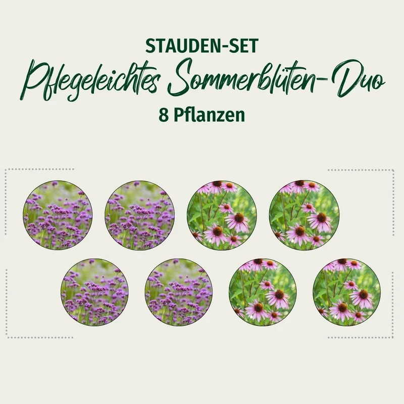 Stauden-Set "Pflegeleichtes Sommerblüten-Duo"