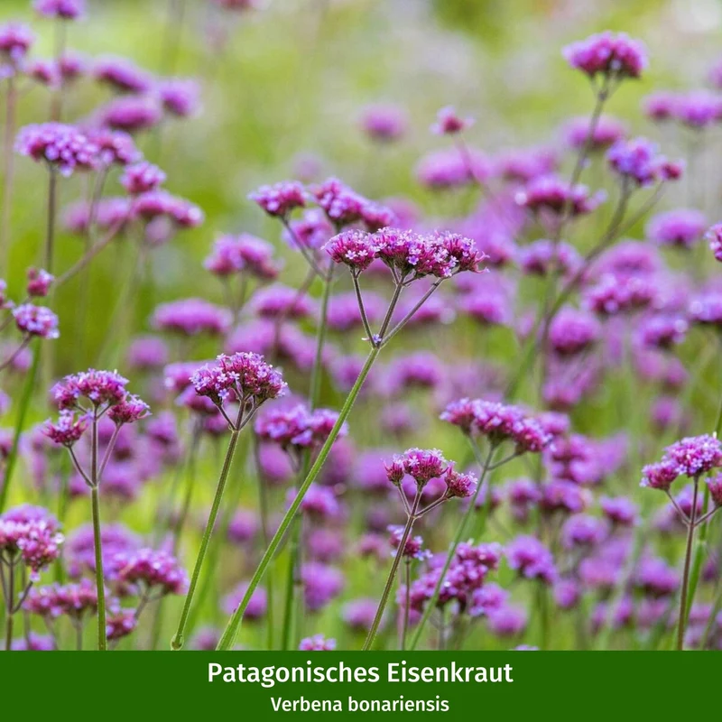 Stauden-Set "Langblühende Blütenvielfalt"
