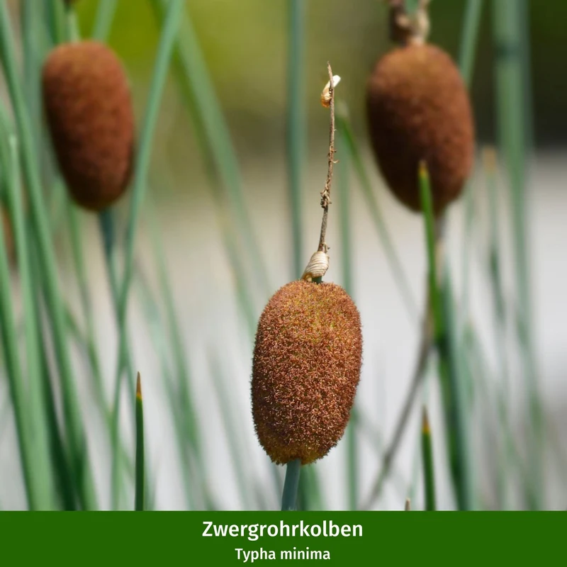 Miniteich in ovaler Zinkwanne