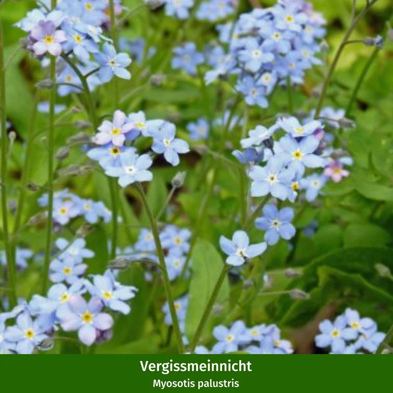 Miniteich in ovaler Zinkwanne