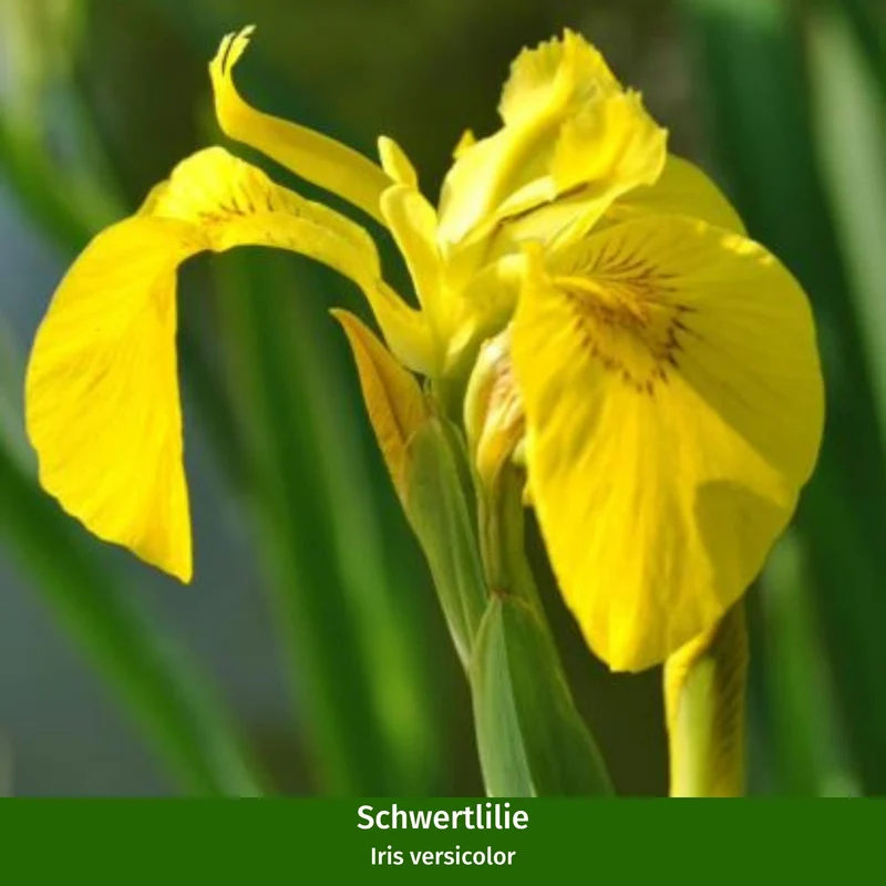 Miniteich in ovaler Zinkwanne