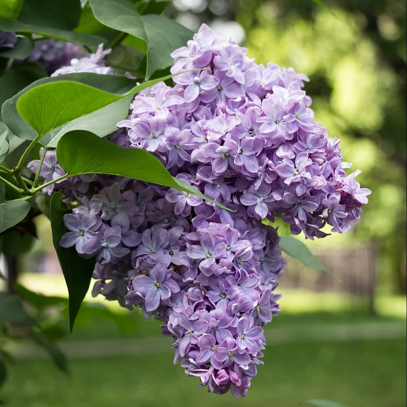 Flieder 'Lavender Lady'