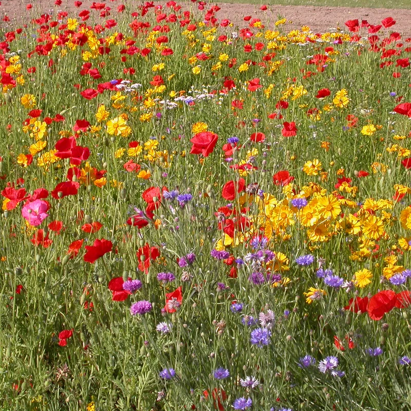 Rustikale Blumenmischung
