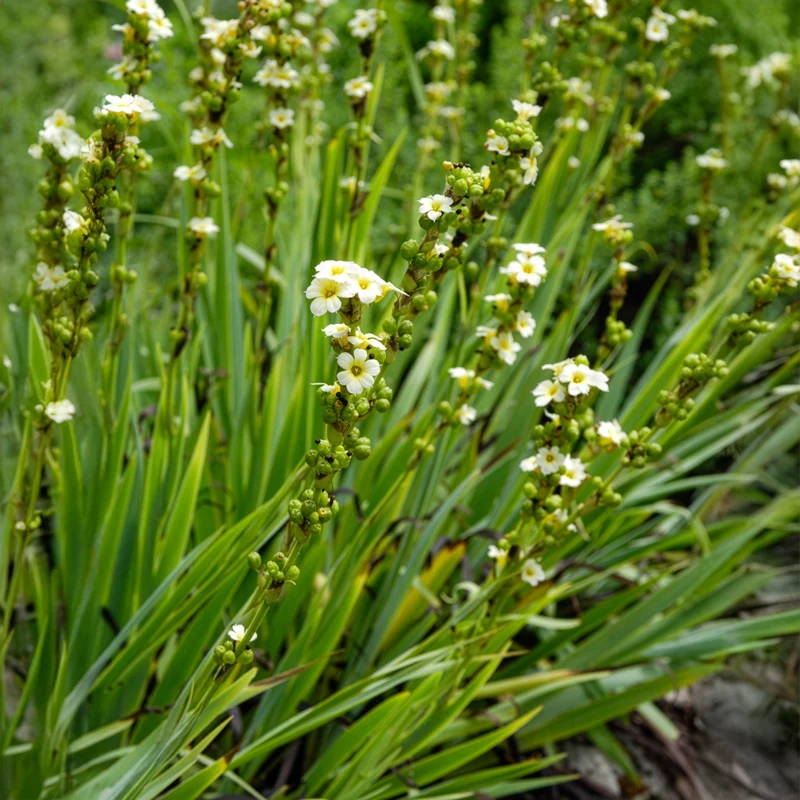 Gestreiftes Grasschwertel
