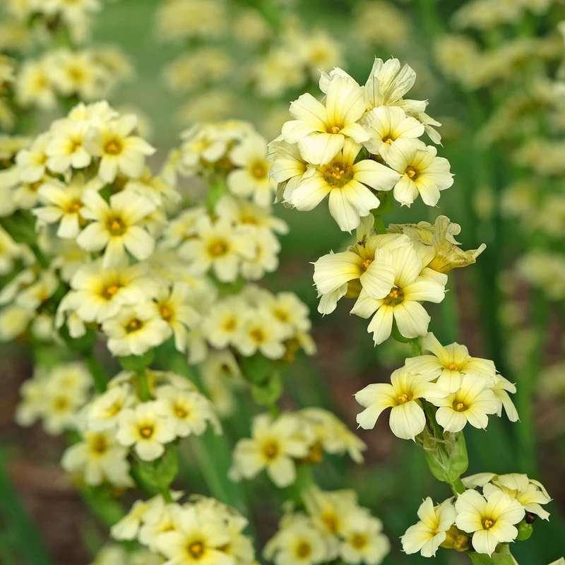 Gestreiftes Grasschwertel