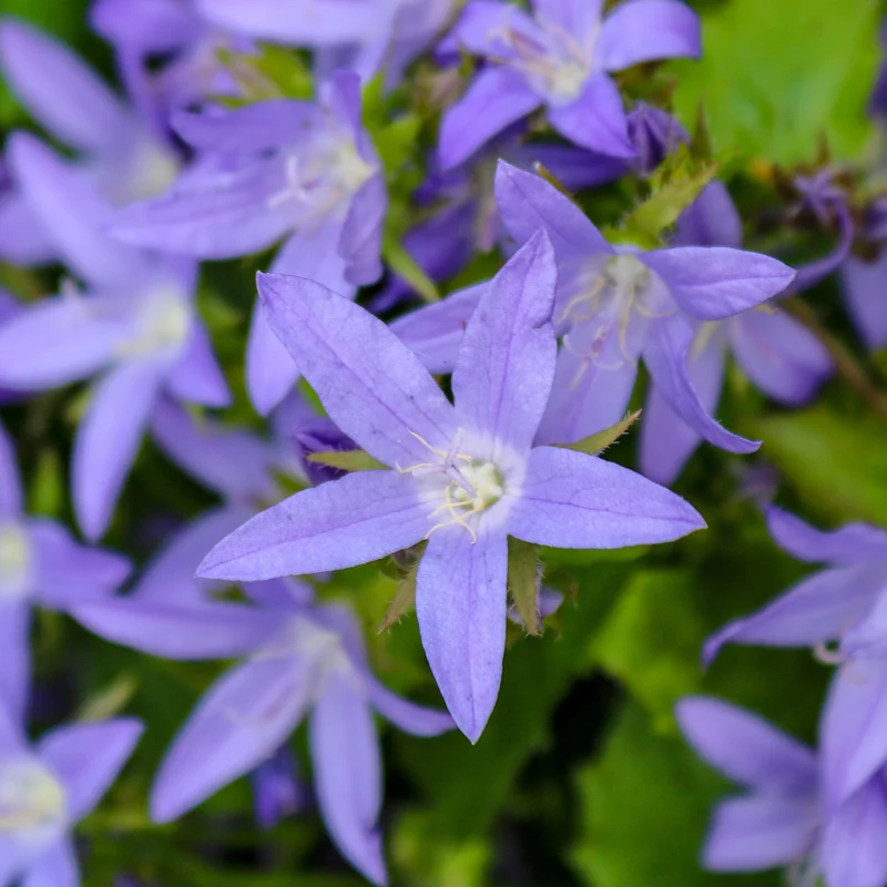 Hängepolster-Glockenblume Stella