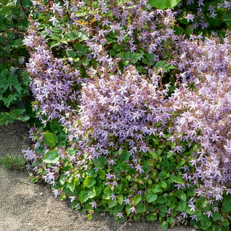 Hängepolster-Glockenblume Lisduggan