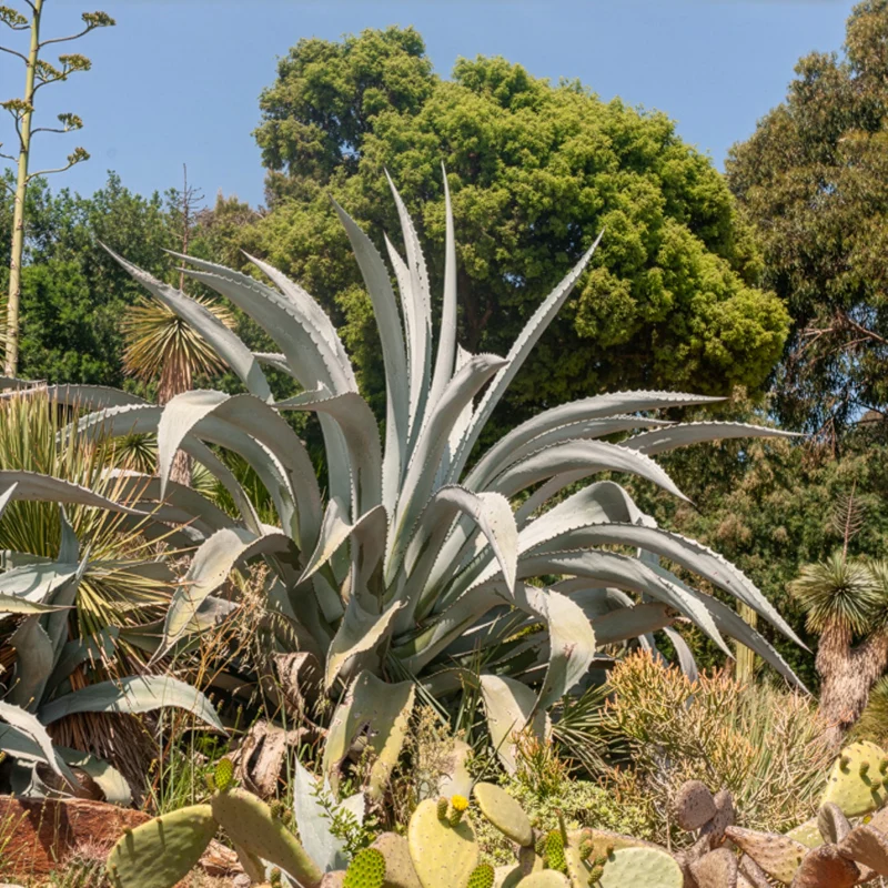 Amerikanische Agave
