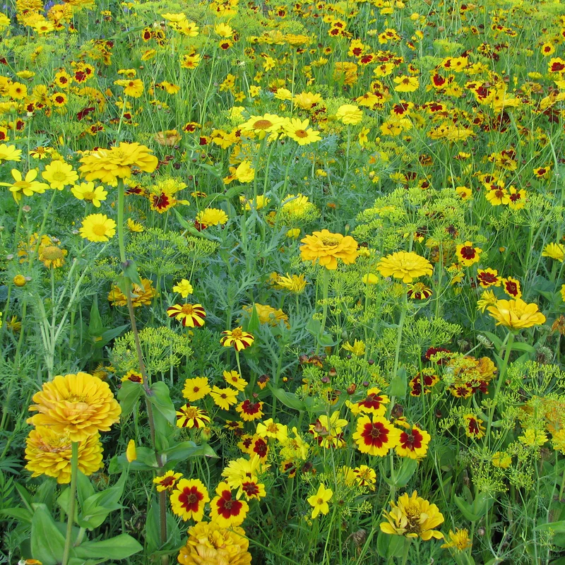 Goldfarbene Blütenmischung