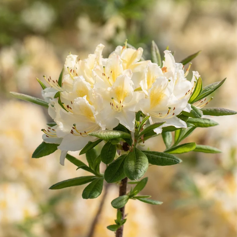 Sommergrüne Azalee 'Daviesii'
