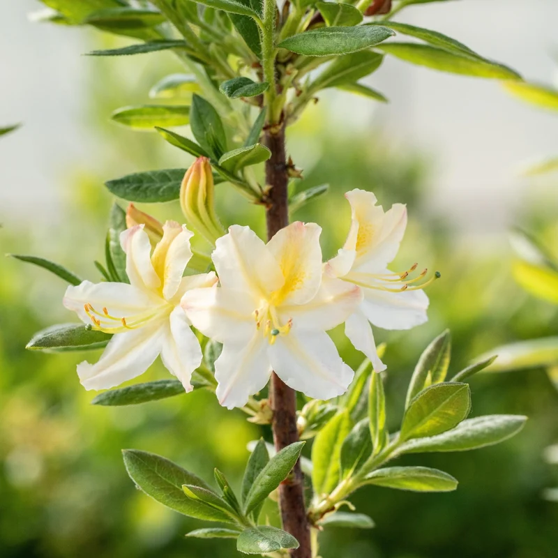 Sommergrüne Azalee 'Daviesii'