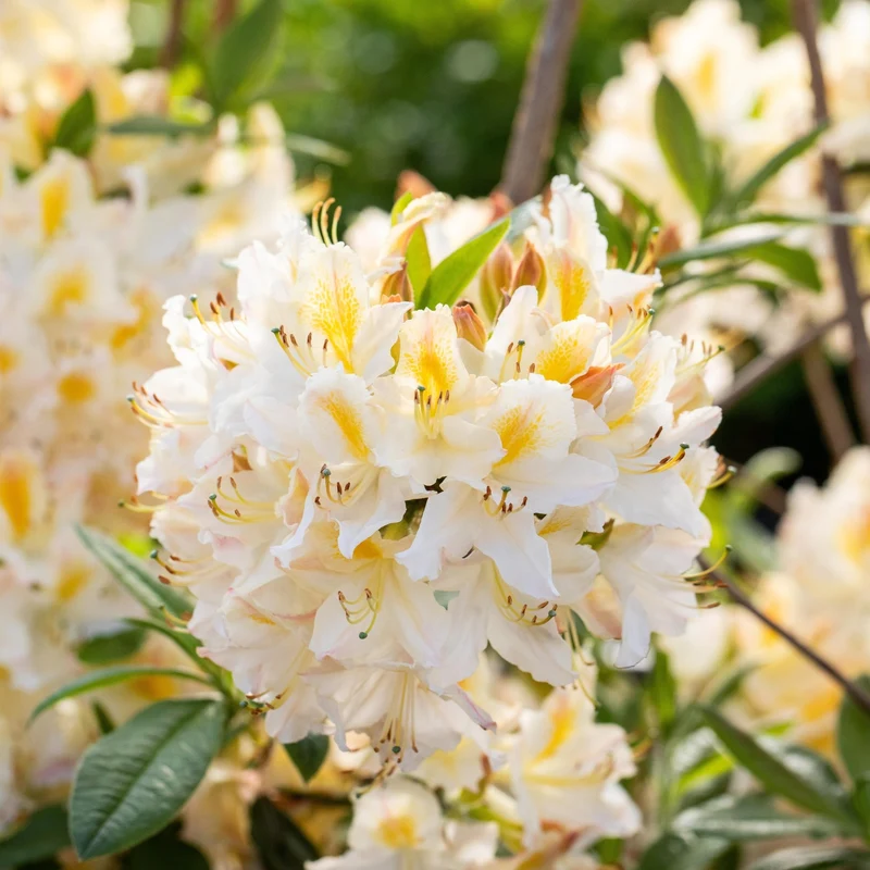 Sommergrüne Azalee 'Daviesii'
