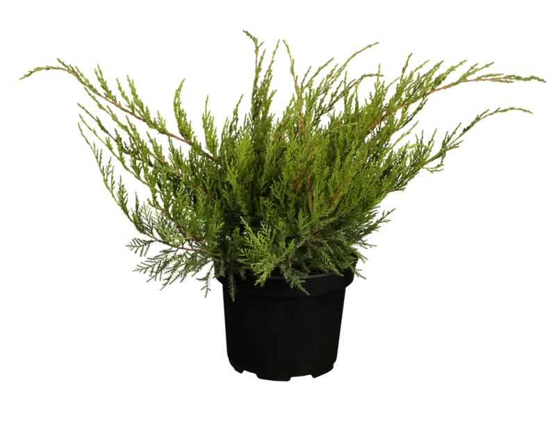 Blauer Zwergwachholder 'Mint Julep'