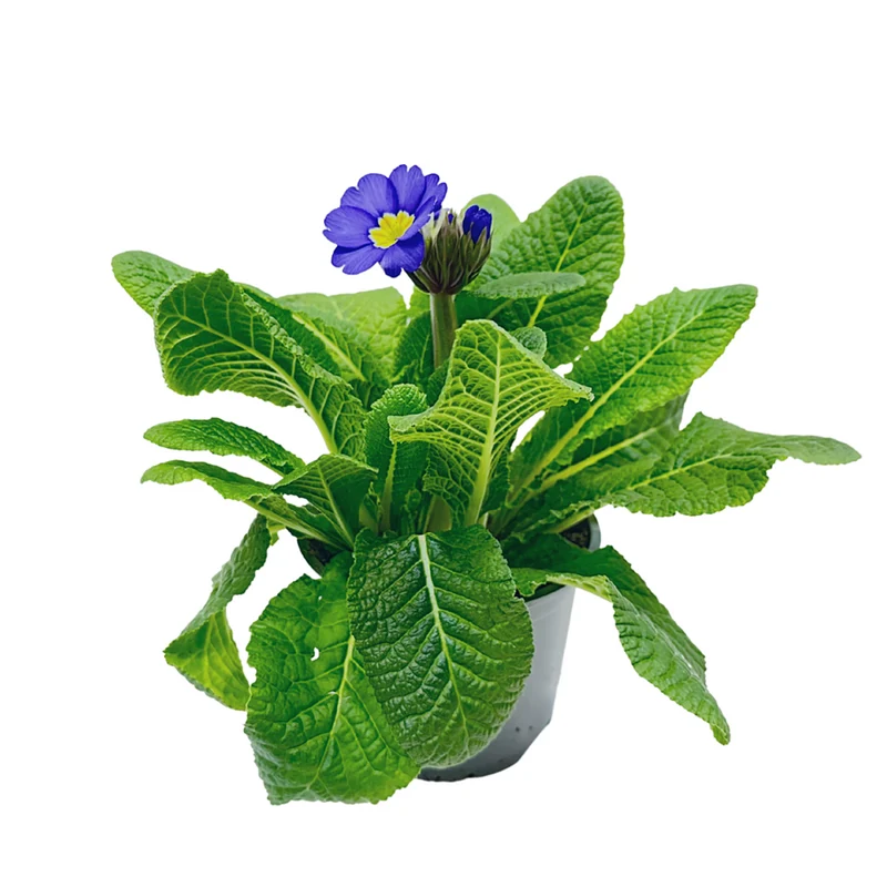Hohe Schlüsselblume