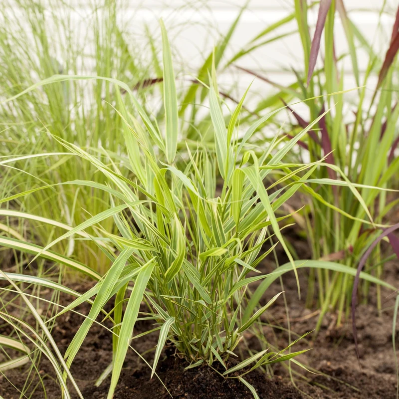 Japanisches Berggras 'Aureola'