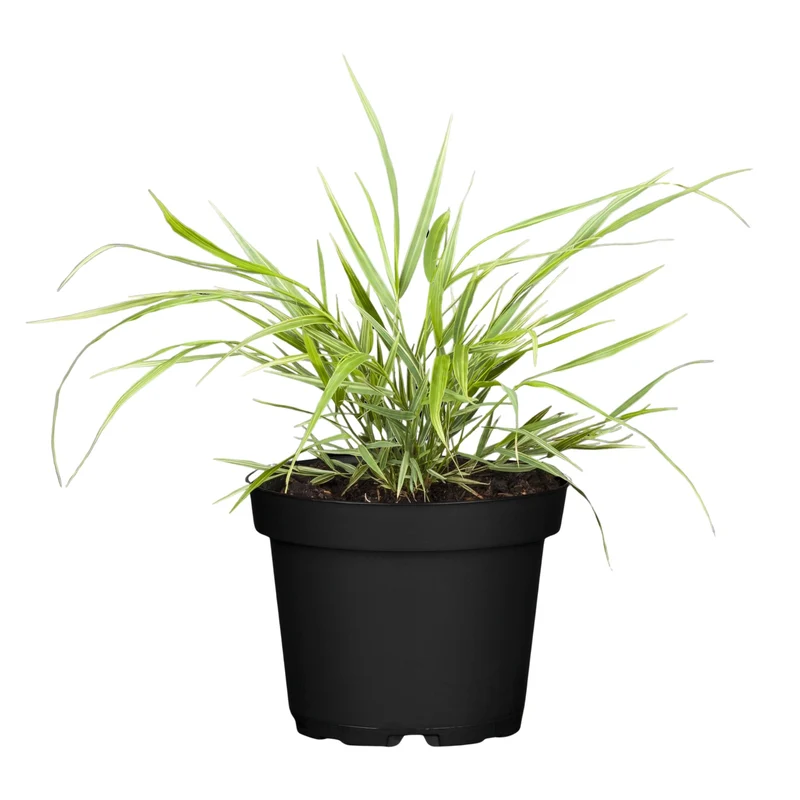 Japanisches Berggras 'Aureola'