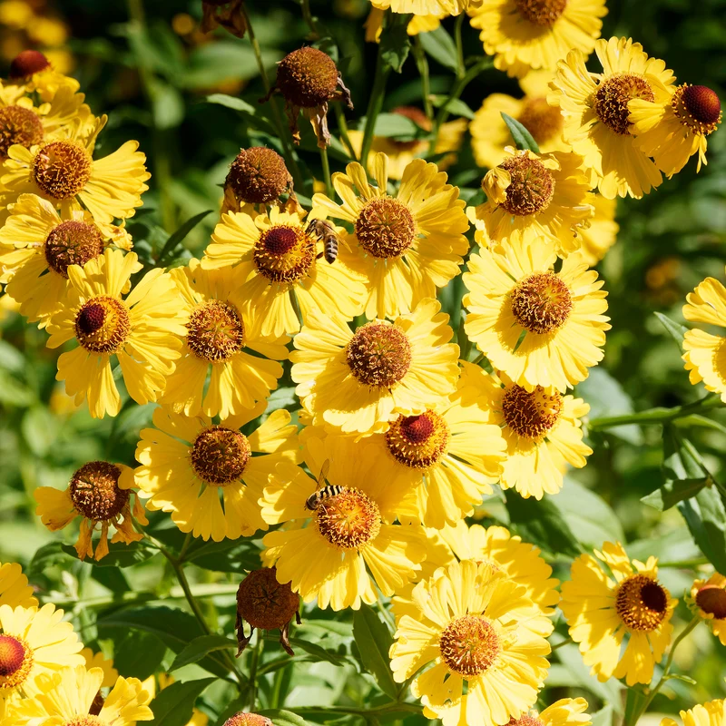 Herbst-Sonnenbraut Pumilum Magnificum