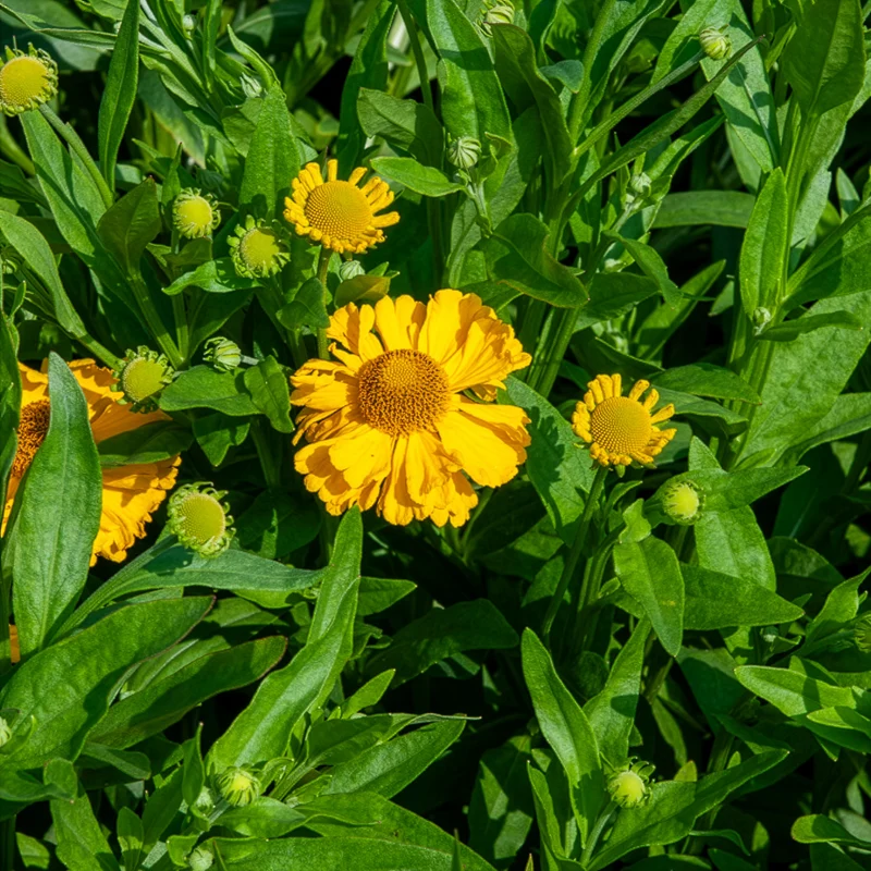Herbst-Sonnenbraut Pumilum Magnificum