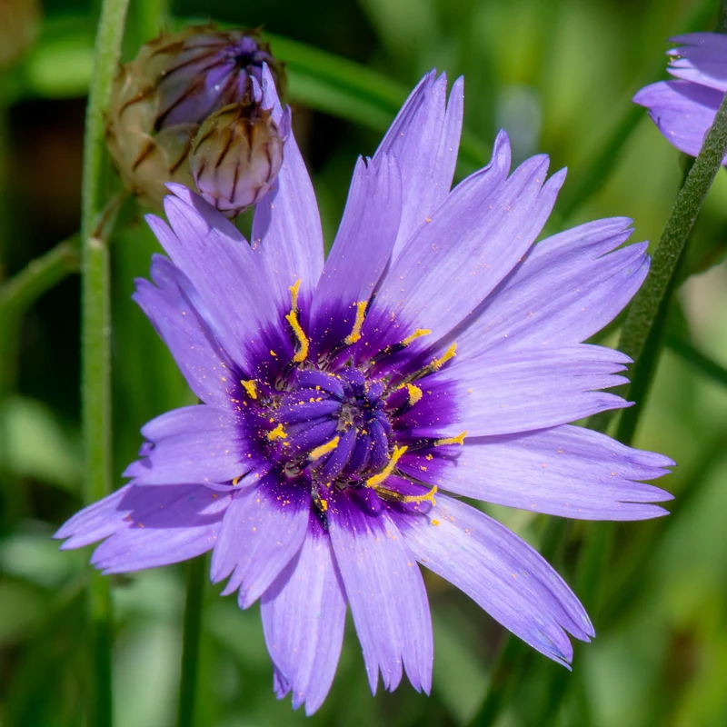 Blaue und weiße Stauden