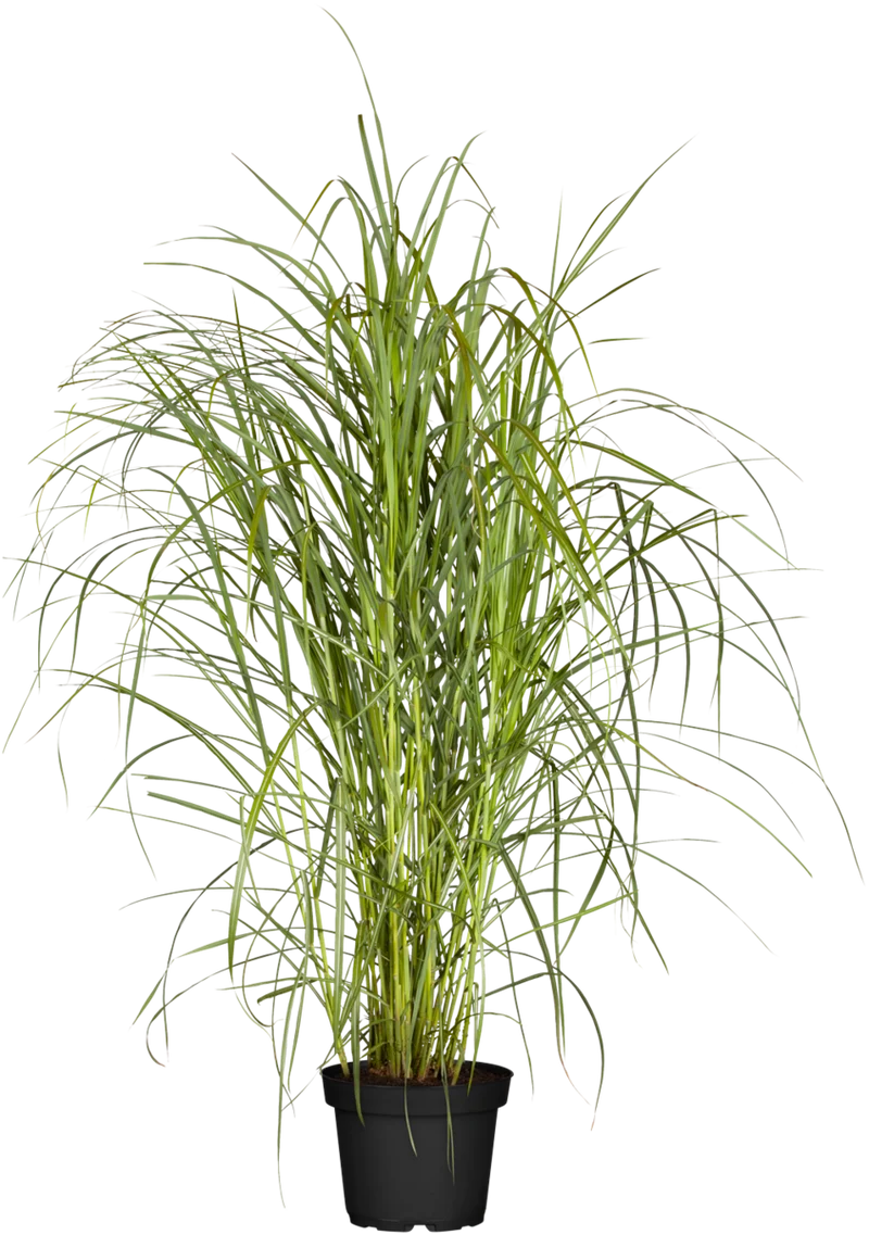 Chinaschilf 'Rotsilber'