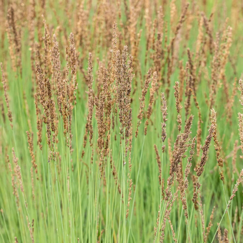Kleines Pfeifengras 'Heidezwerg'