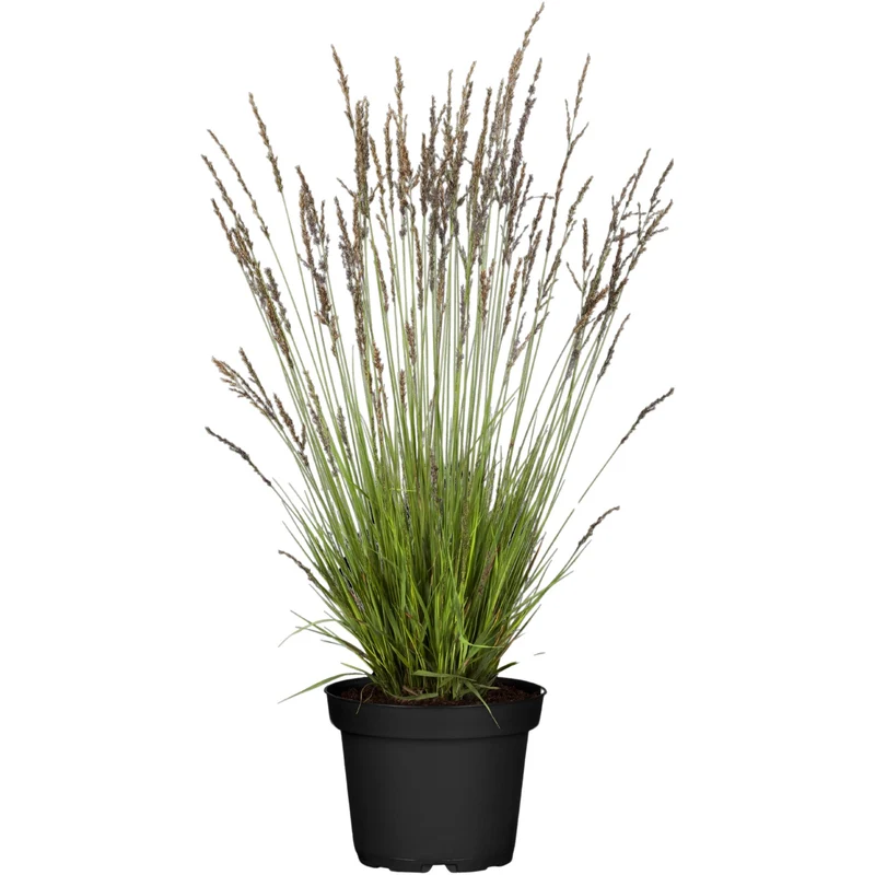Kleines Pfeifengras 'Heidezwerg'