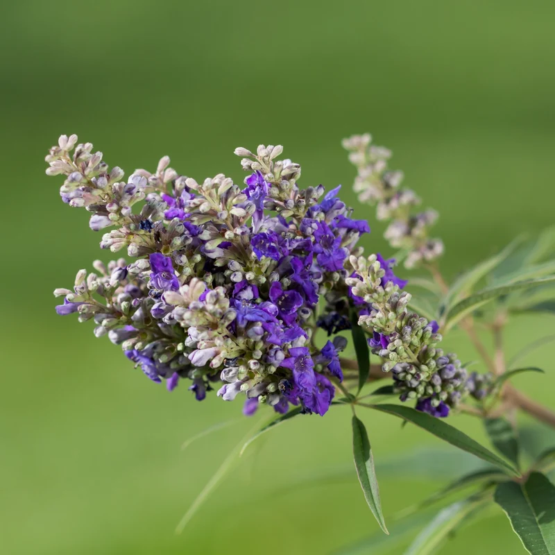 Mönchspfeffer 'Blue Puffball®'