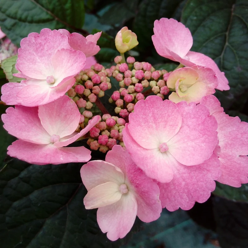 Tellerhortensie 'Daredevil®'
