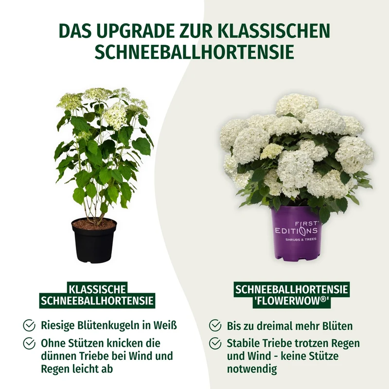 Schneeballhortensie 'FlowerWOW®'