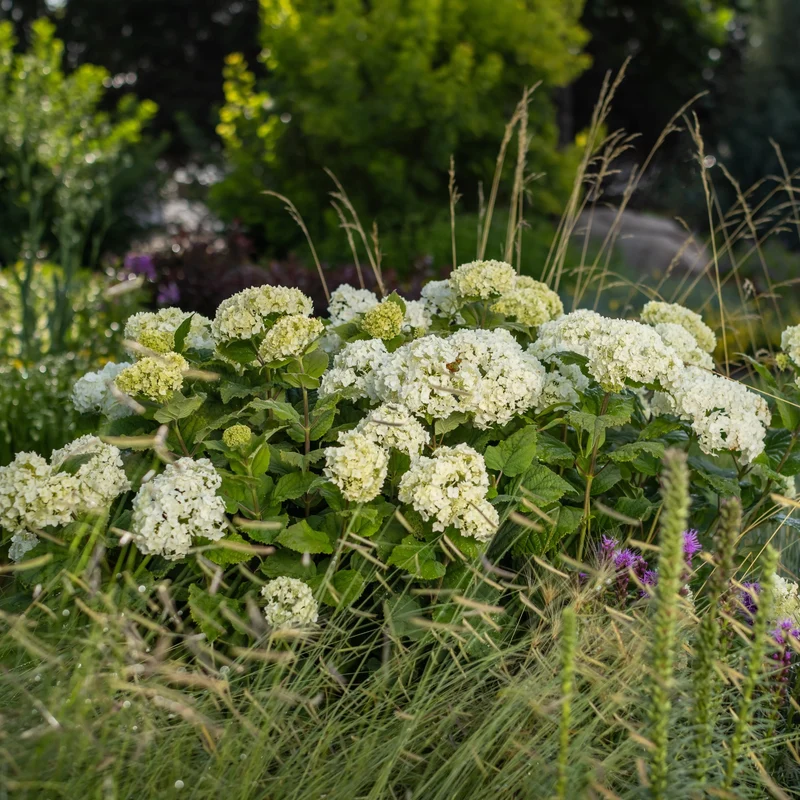 Schneeballhortensie 'FlowerWOW®'