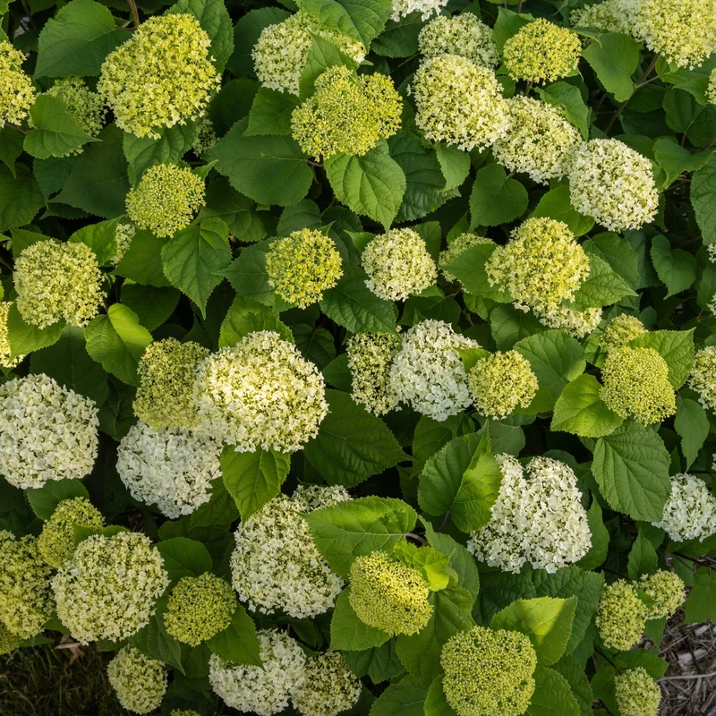 Schneeballhortensie 'FlowerWOW®'