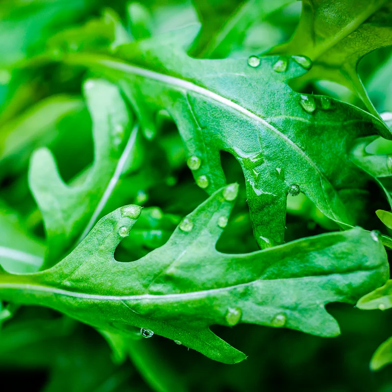Rucola Wildfire