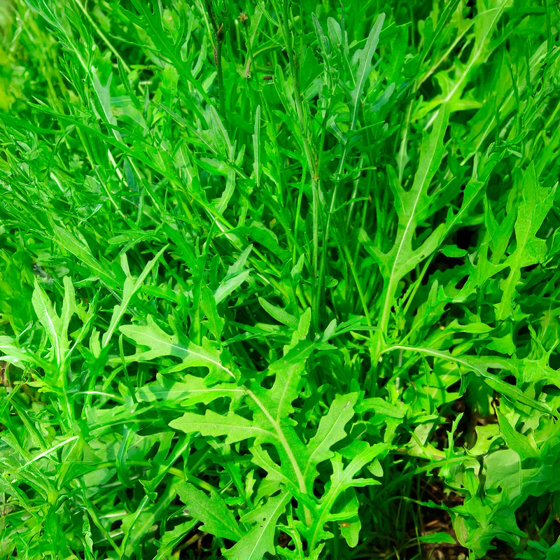 Rucola Wildfire