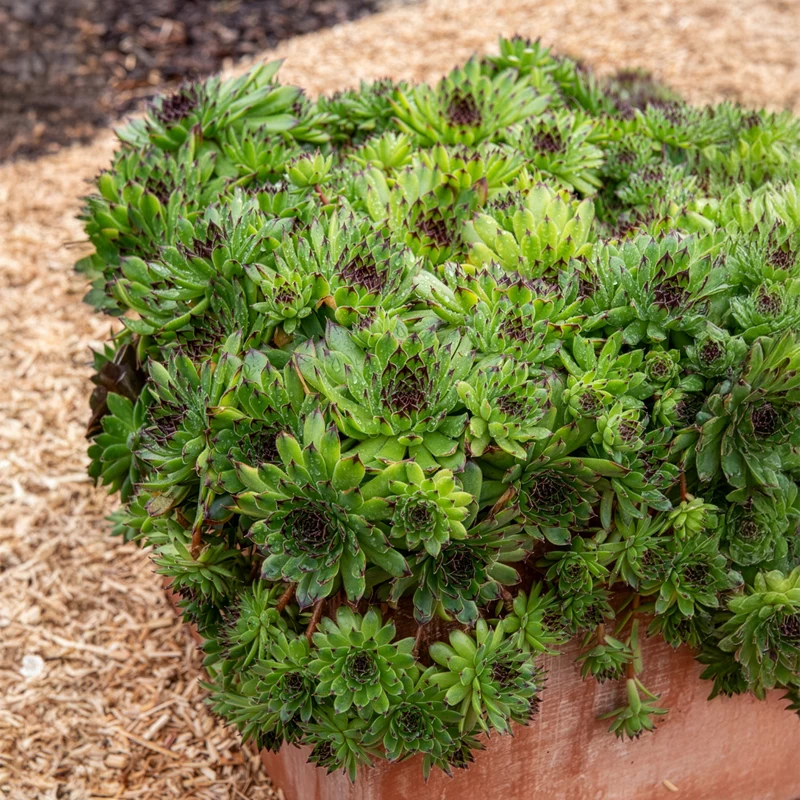 Sempervivum Chick Charms ® Appletini