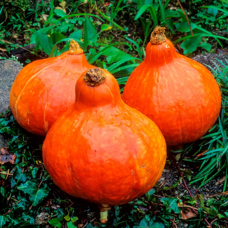 Kürbis Uchiki-Kuri