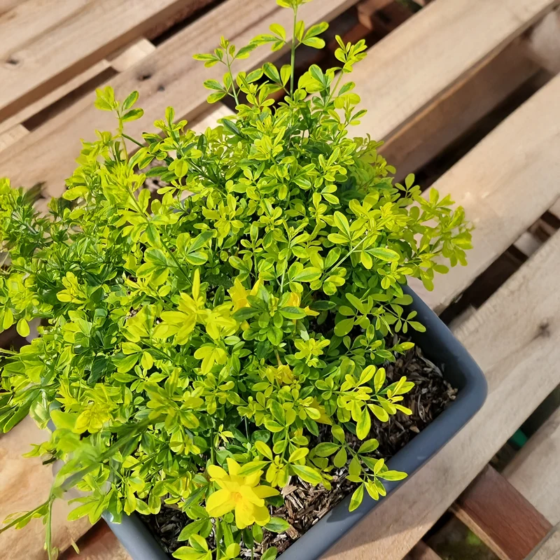 Primeljasmin Gold Touch