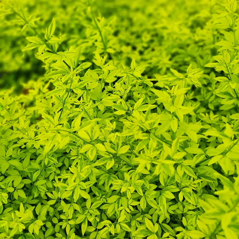 Primeljasmin Gold Touch