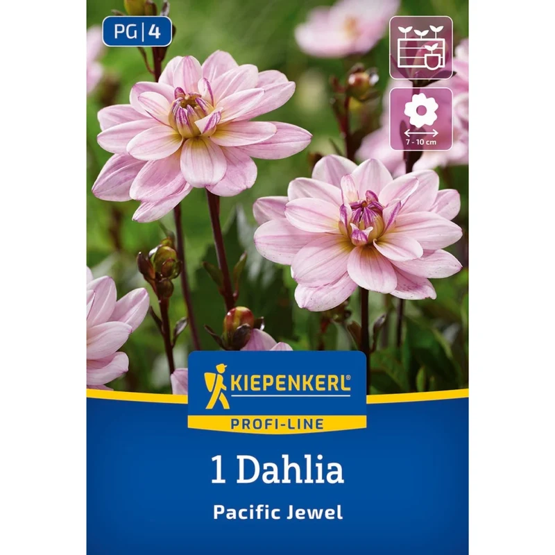Kiepenkerl Dekorative Dahlie 'Pacific Jewel'