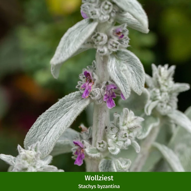 Rosenbeet "Blütenmärchen"