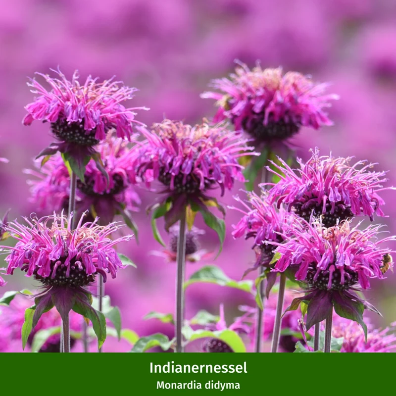 Staudenbeet "Bunter Sonnenanbeter"