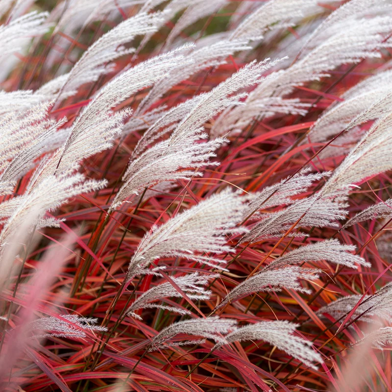 Chinaschilf Lady in Red