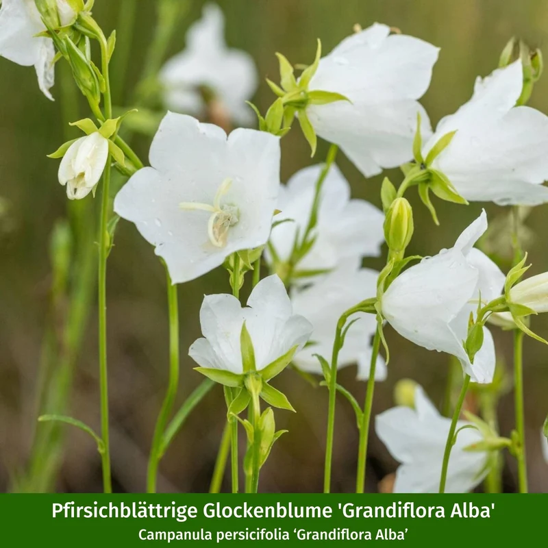 Staudenbeet "Wildstauden für die Sonne"