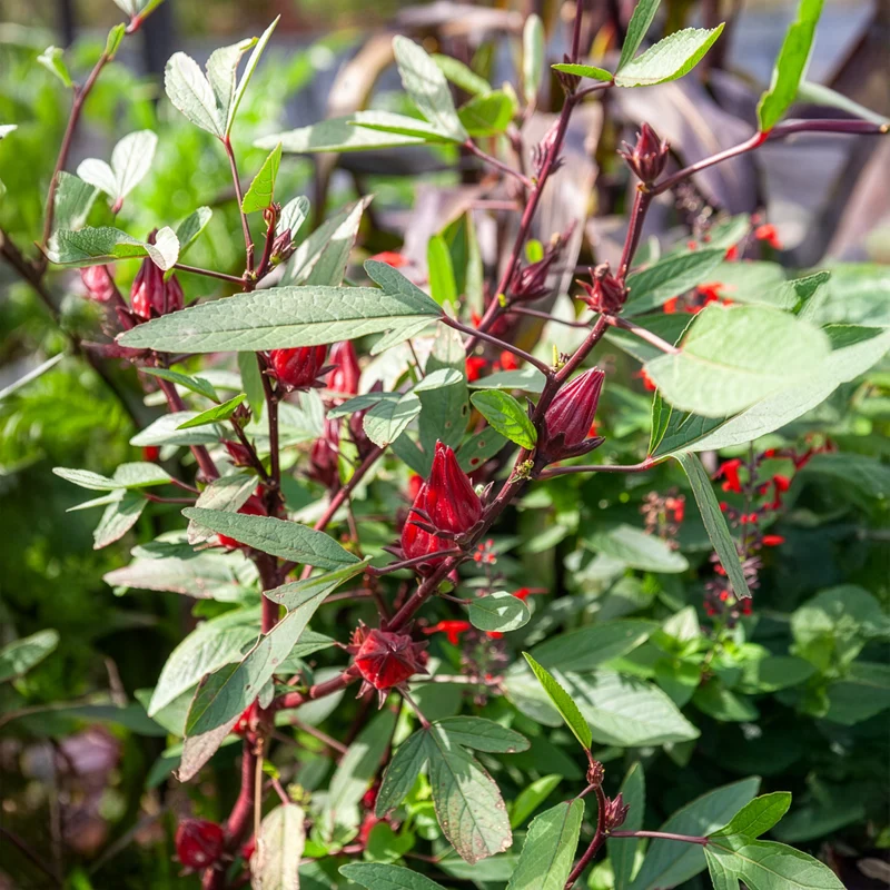 Roselle