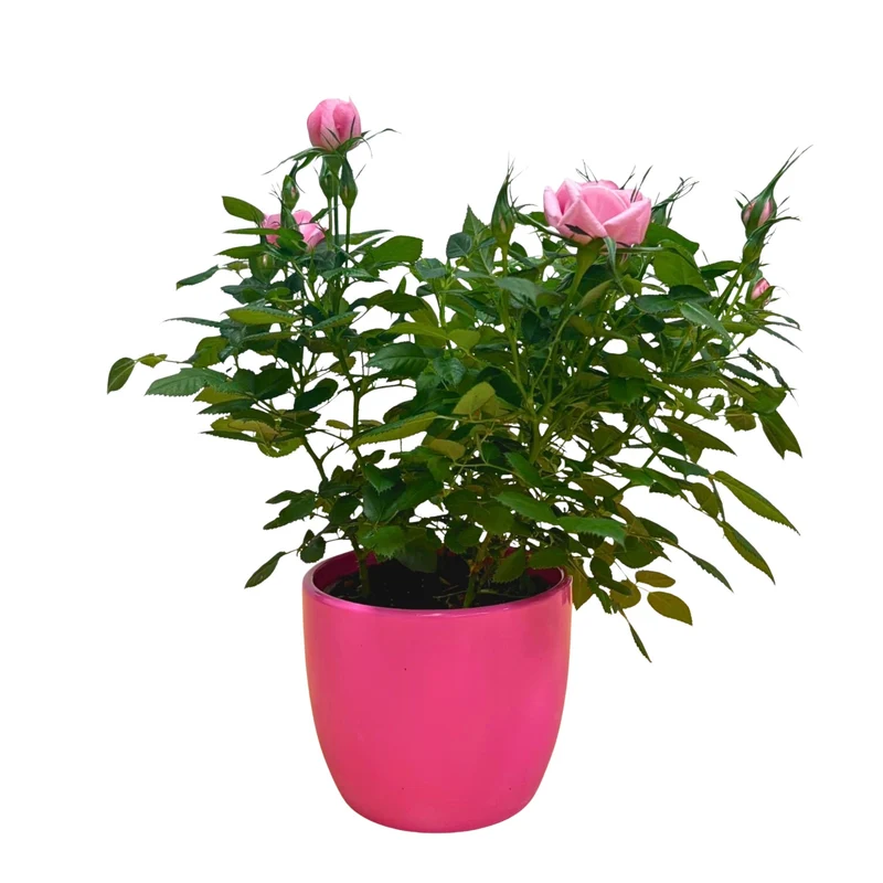 Rose zum Valentinstag im Übertopf